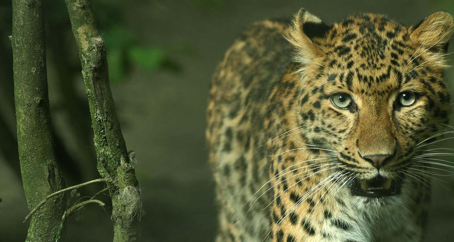 Leopard, Seebär & Co.