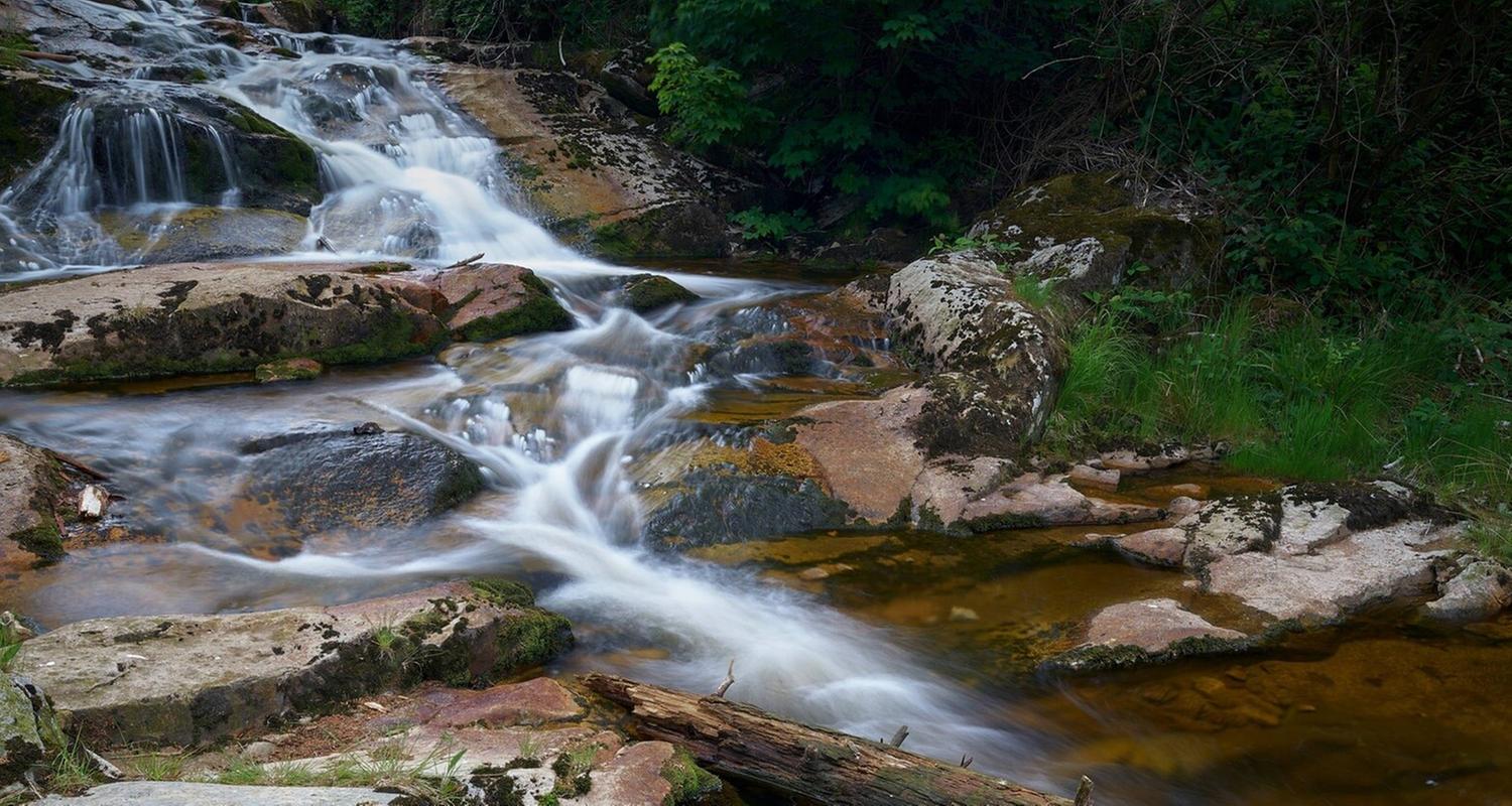 Plötzlich Stille - Wildtiere in der Pandemie