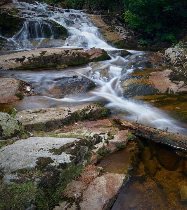 Plötzlich Stille - Wildtiere in der Pandemie