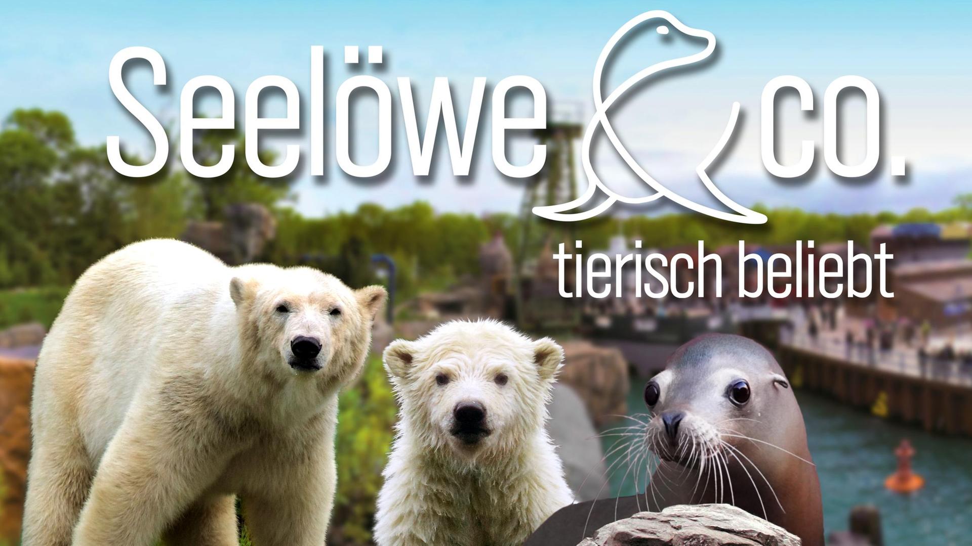 Seelöwe & Co. - tierisch beliebt