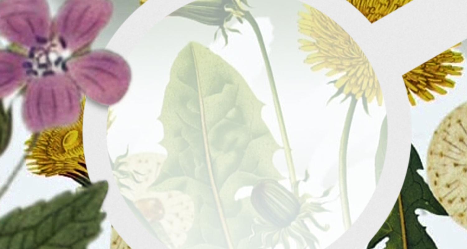 Vom Ahorn bis zur Zwiebel