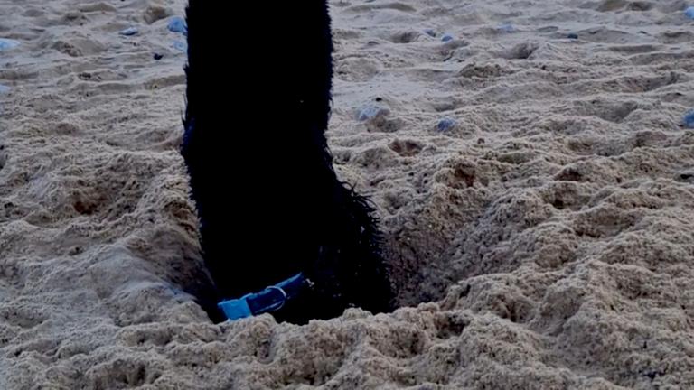 Ein Hund steckt seinen Kopf in den Sand