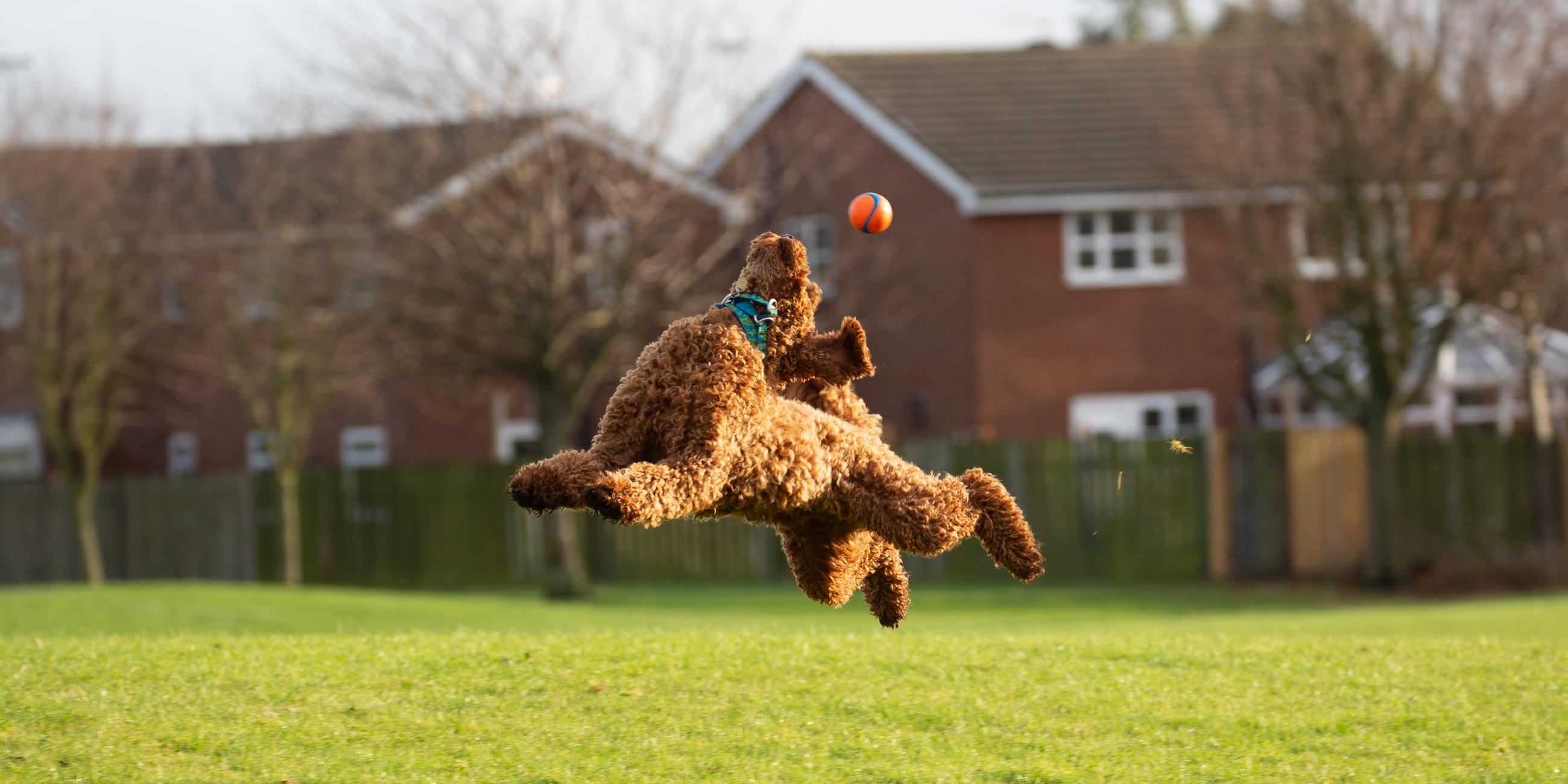 Ein Hund springt hoch, um einen Ball zu fangen