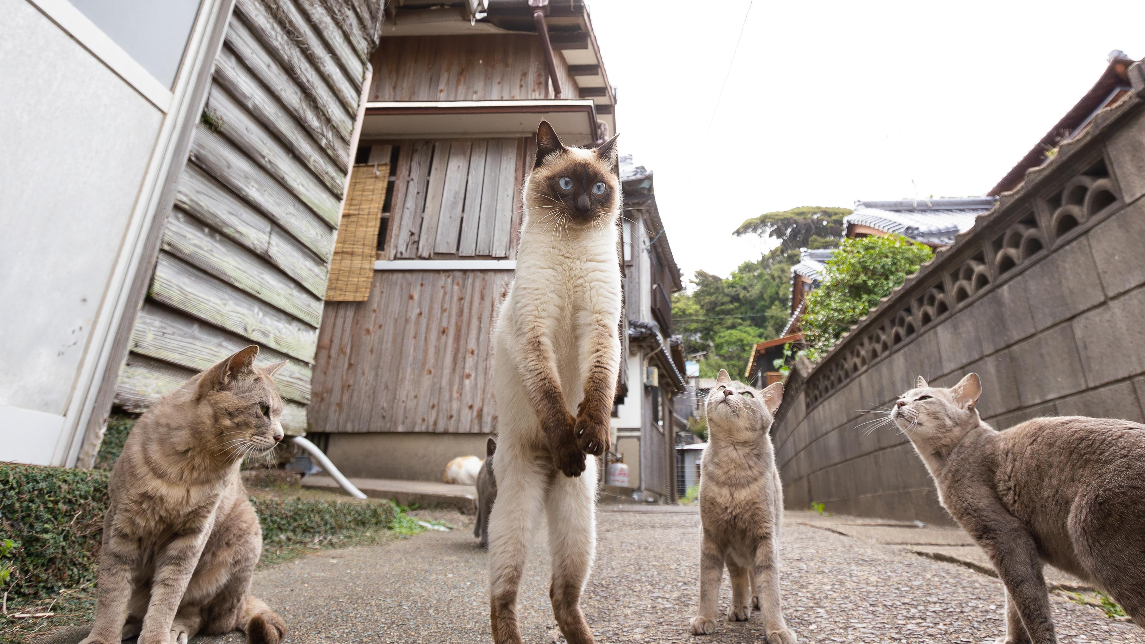 Katze steht auf zwei Beinen und wird von anderen Katzen beobachtet