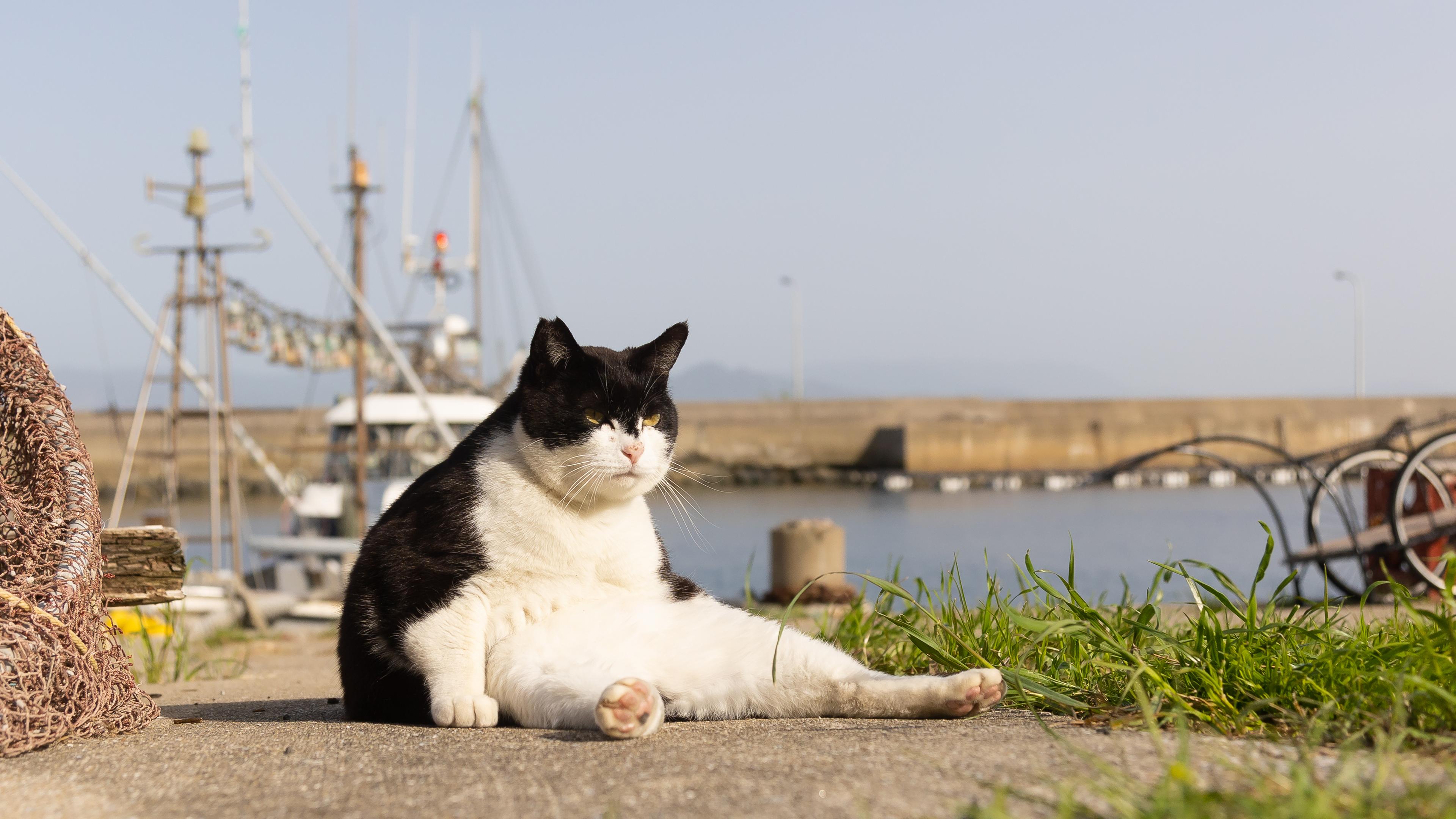 Eine Katze sitzt und guckt grimmig an einem Hafen