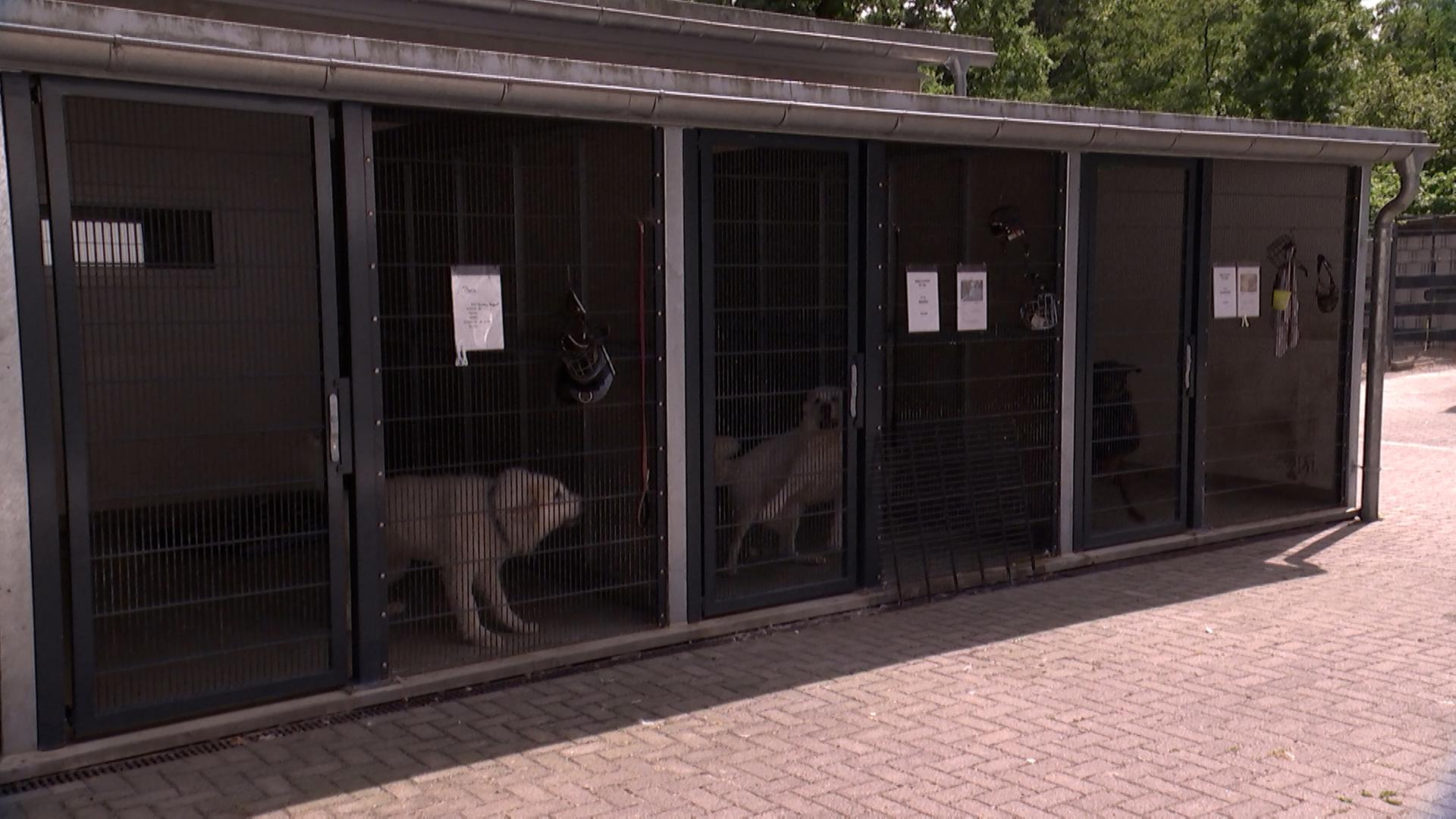 Zwei Hunde sind in einen großen Käfig eingesperrt.