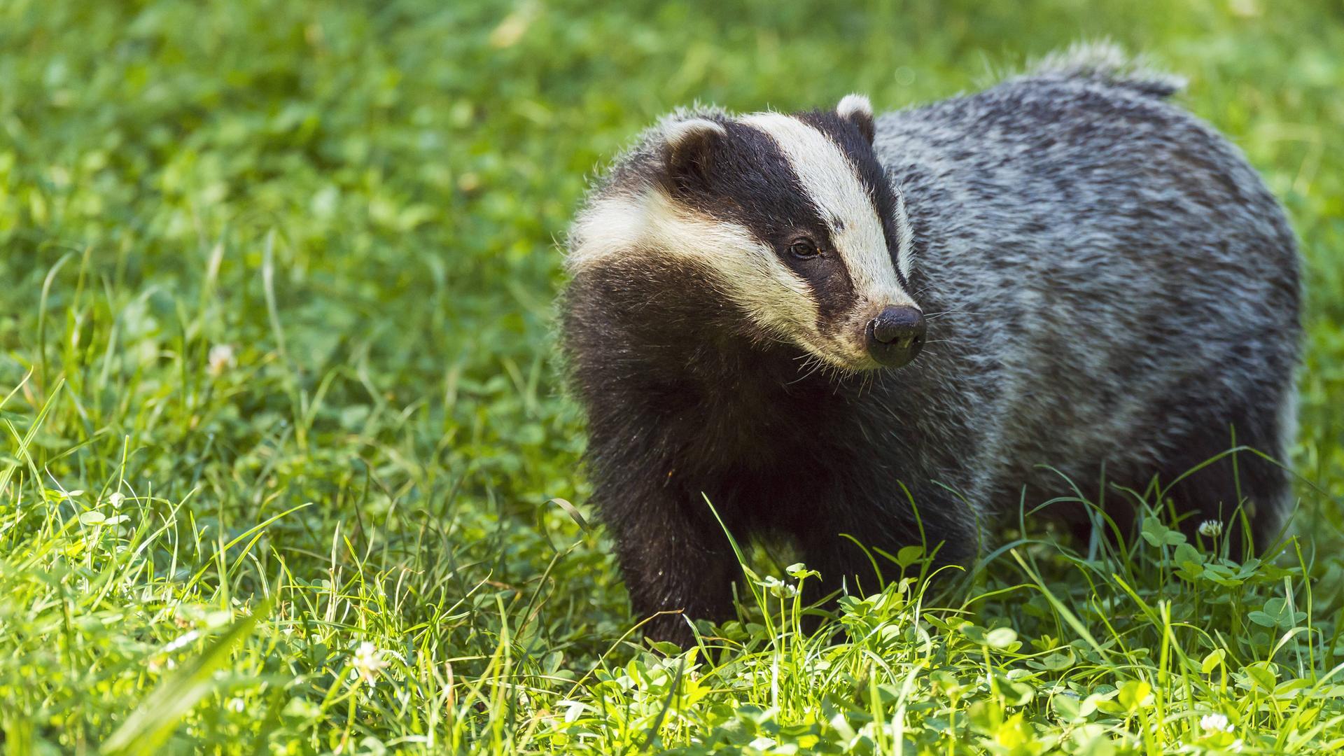 Dachs auf einer Wiese