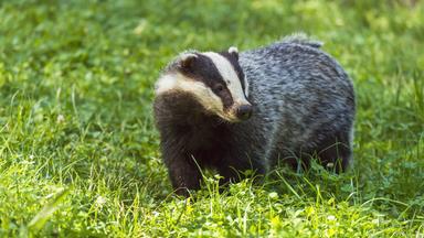 Dachs auf einer Wiese