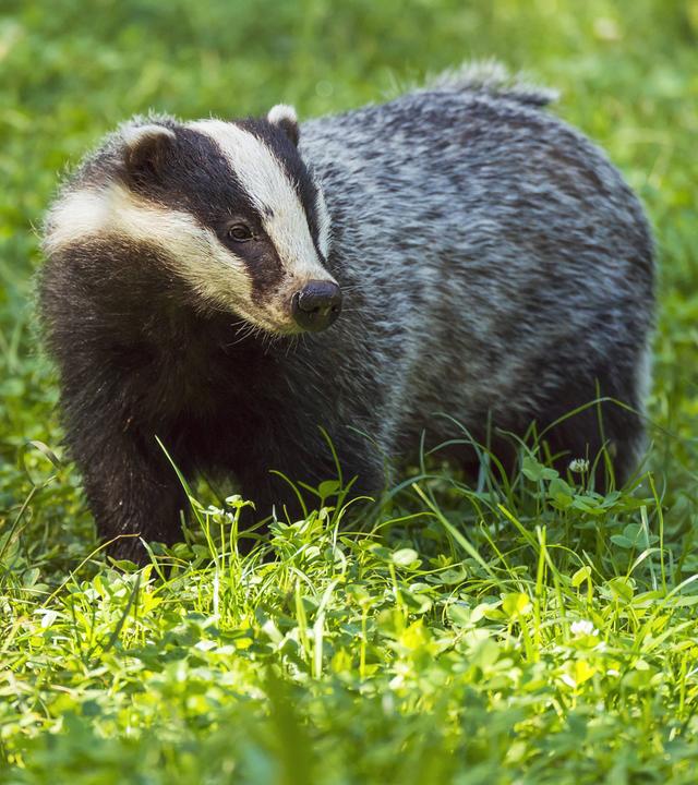 Dachs auf einer Wiese