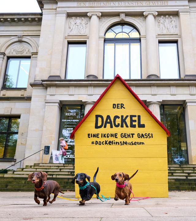 Die Kunsthalle Bremen widmet dem Dackel bis 28.03.2027 eine Sonderausstellung. Auch Termine für Vierbeiner werden angeboten.