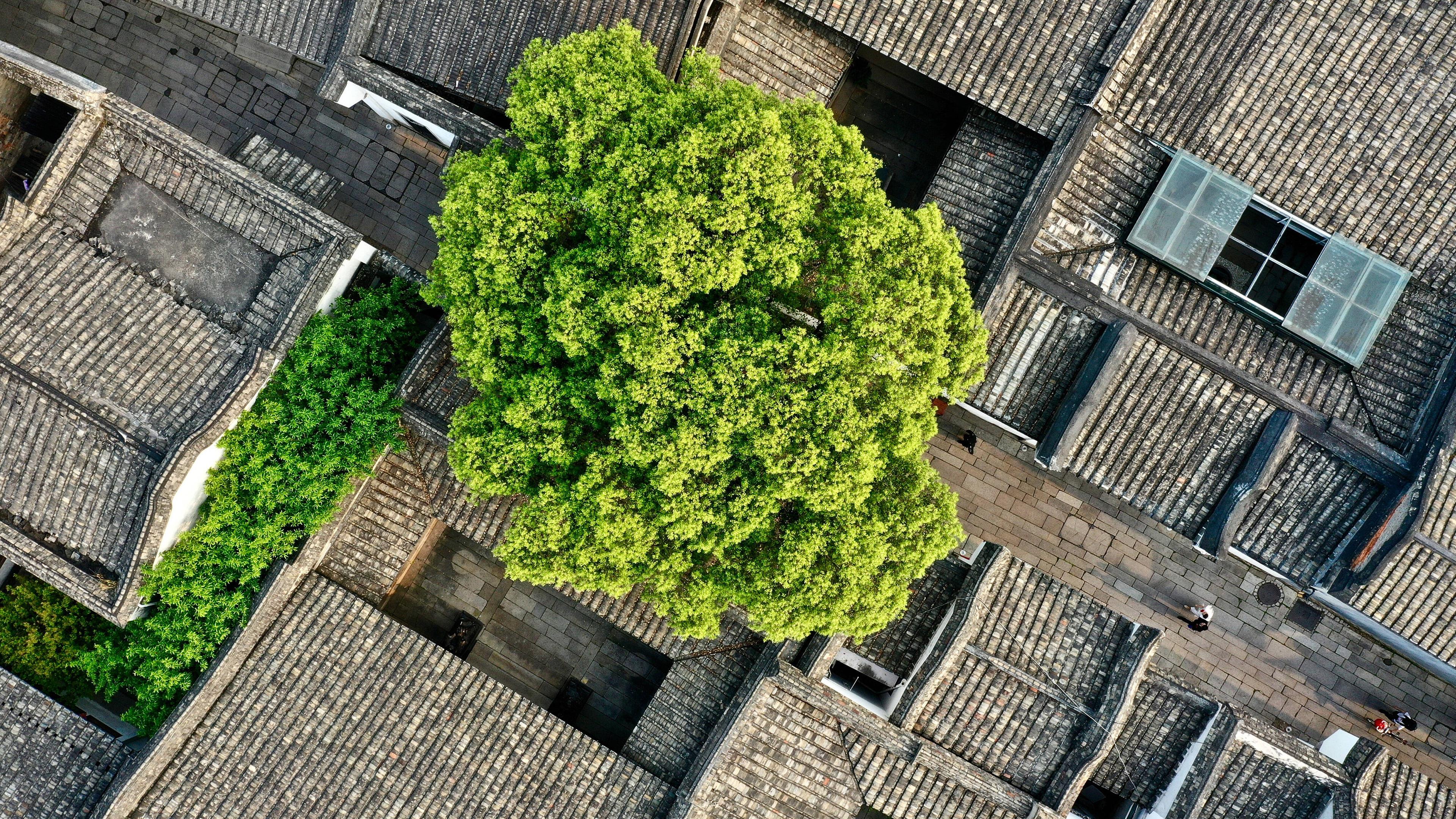 Luftbild Dächer und Baum