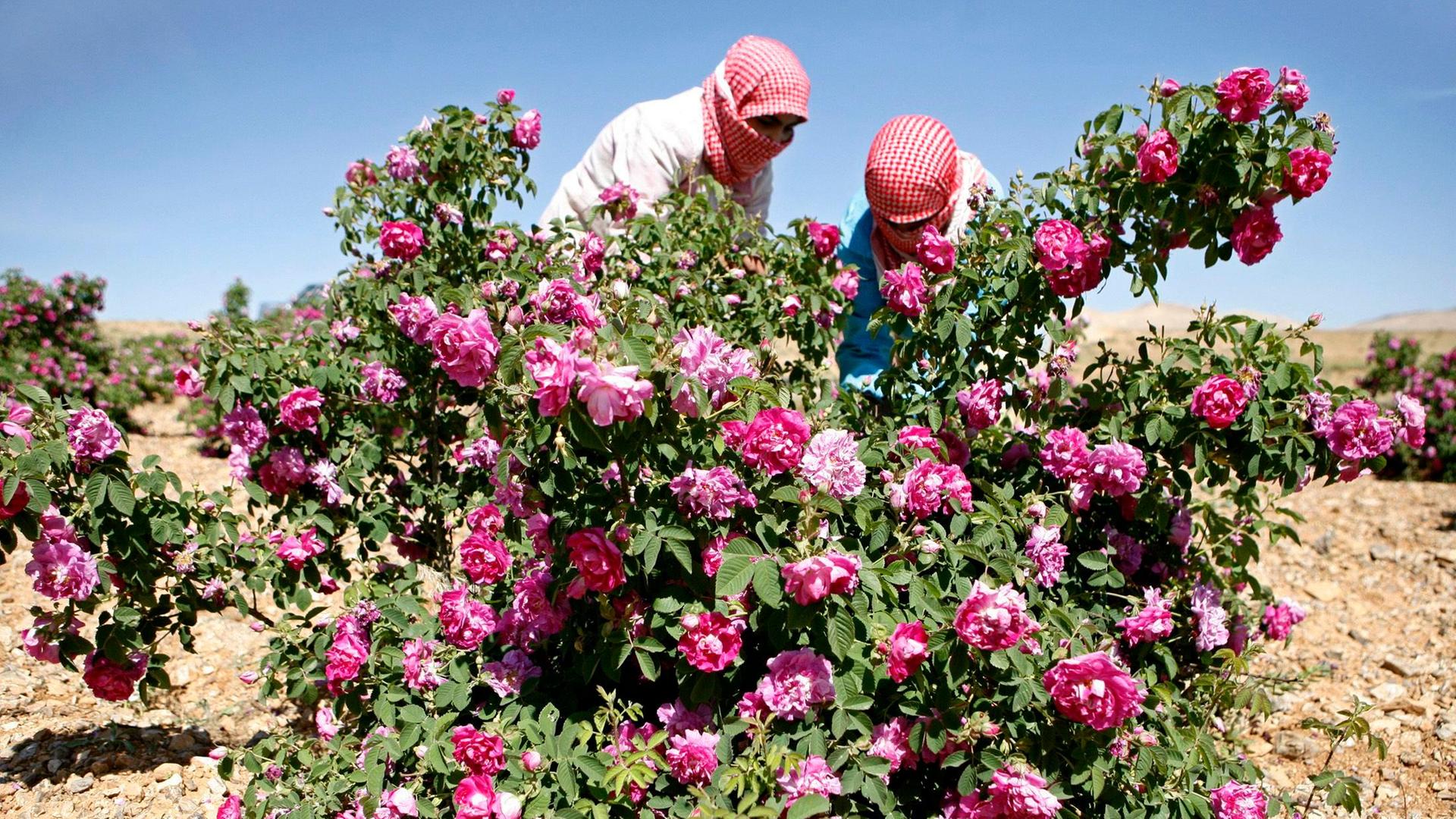Männer ernten Damazener-Rosen
