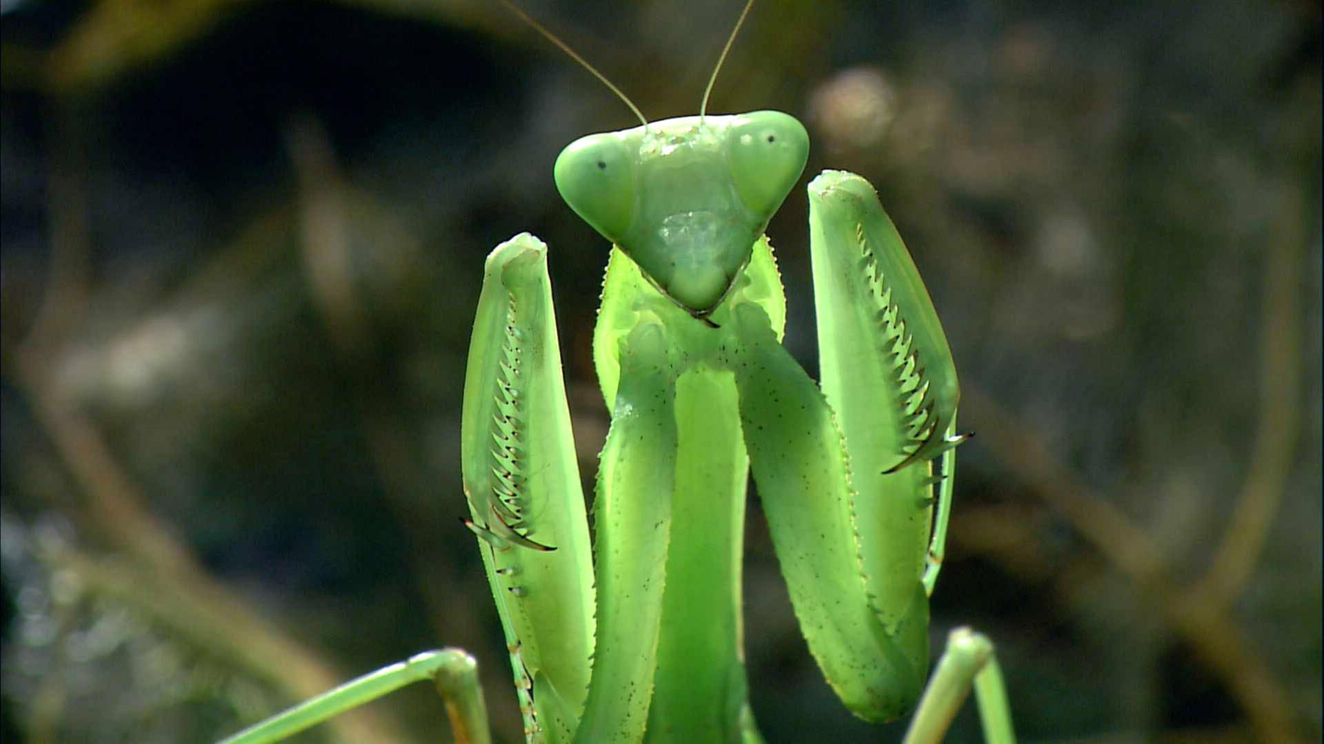 Mantis in Drohstellung