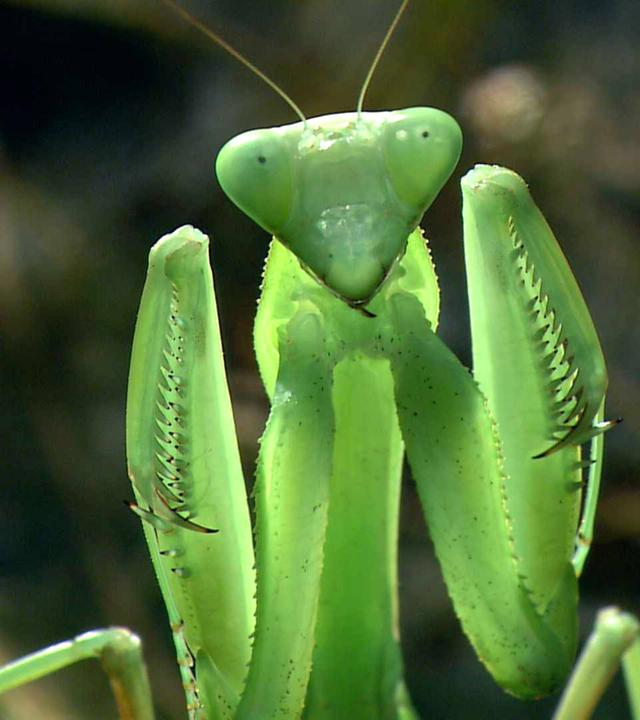 Mantis in Drohstellung