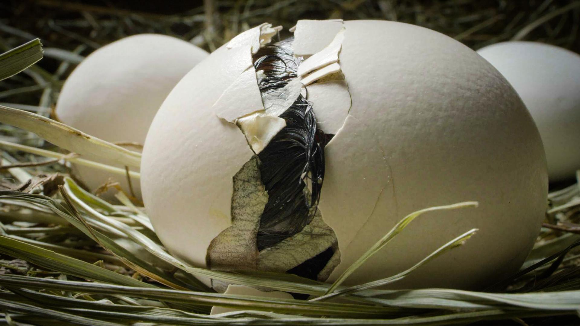 Das Bild zeigt mehrere Eier in einem Nest aus Heu oder trockenen Gräsern. Im Vordergrund ist ein Ei deutlich zu sehen, das eine Rissbildung aufweist. Teile der Schale sind abgebrochen, und es ist ein dunkles, möglicherweise gefiedertes Wesen sichtbar, das durch den Riss nach außen drängt. Die Oberfläche der Eier ist glatt und hat eine cremefarbene, hellbeige Farbe. Im Hintergrund sind weitere Eier zu erkennen, die ähnliche Merkmale aufweisen, jedoch ohne sichtbare Risse. Die gesamte Szenerie vermittelt eine ruhige, natürliche Atmosphäre, die die Lebensumgebung der Eier umgibt.