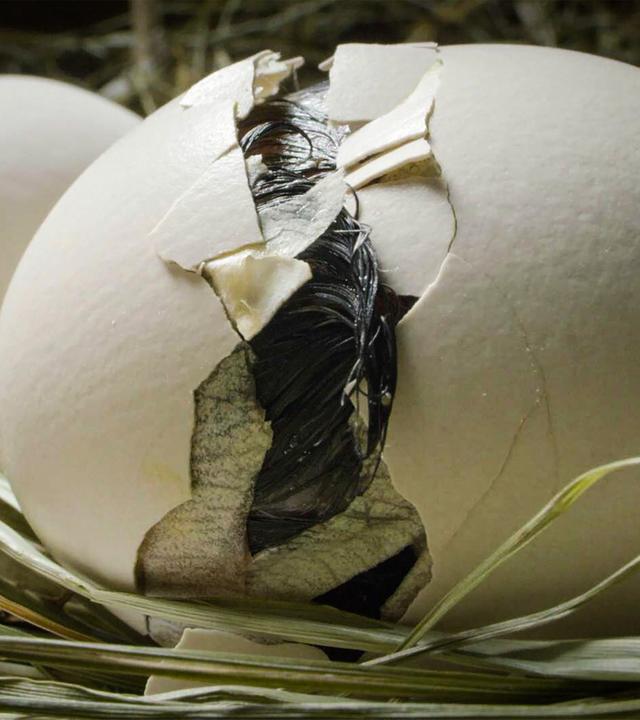 Das Bild zeigt mehrere Eier in einem Nest aus Heu oder trockenen Gräsern. Im Vordergrund ist ein Ei deutlich zu sehen, das eine Rissbildung aufweist. Teile der Schale sind abgebrochen, und es ist ein dunkles, möglicherweise gefiedertes Wesen sichtbar, das durch den Riss nach außen drängt. Die Oberfläche der Eier ist glatt und hat eine cremefarbene, hellbeige Farbe. Im Hintergrund sind weitere Eier zu erkennen, die ähnliche Merkmale aufweisen, jedoch ohne sichtbare Risse. Die gesamte Szenerie vermittelt eine ruhige, natürliche Atmosphäre, die die Lebensumgebung der Eier umgibt.