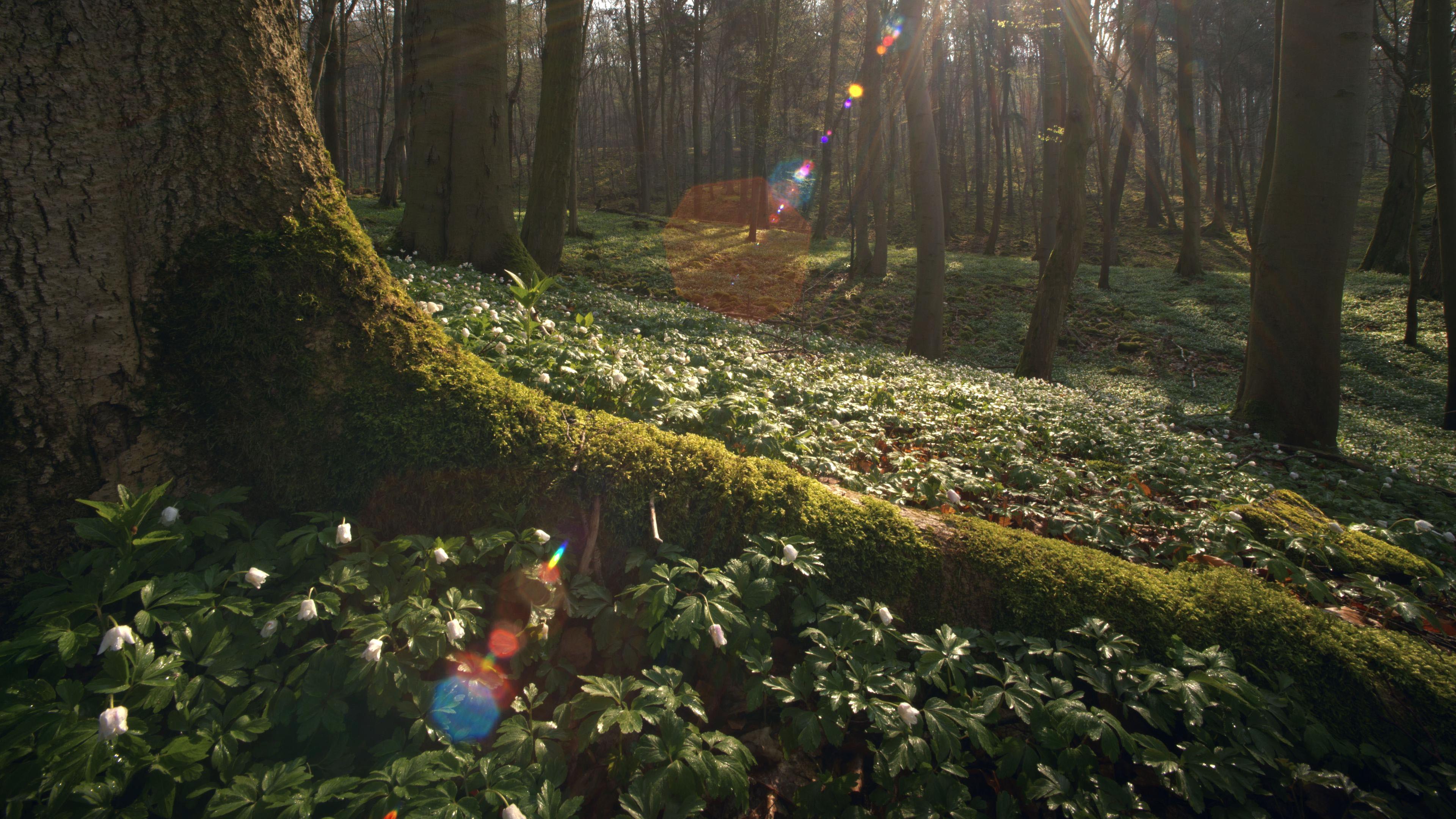 Moosbewachsener, großer Wurzelstrang eines Baumes, der im Wald inmitten grüner Bodendeckerpflanzen steht.