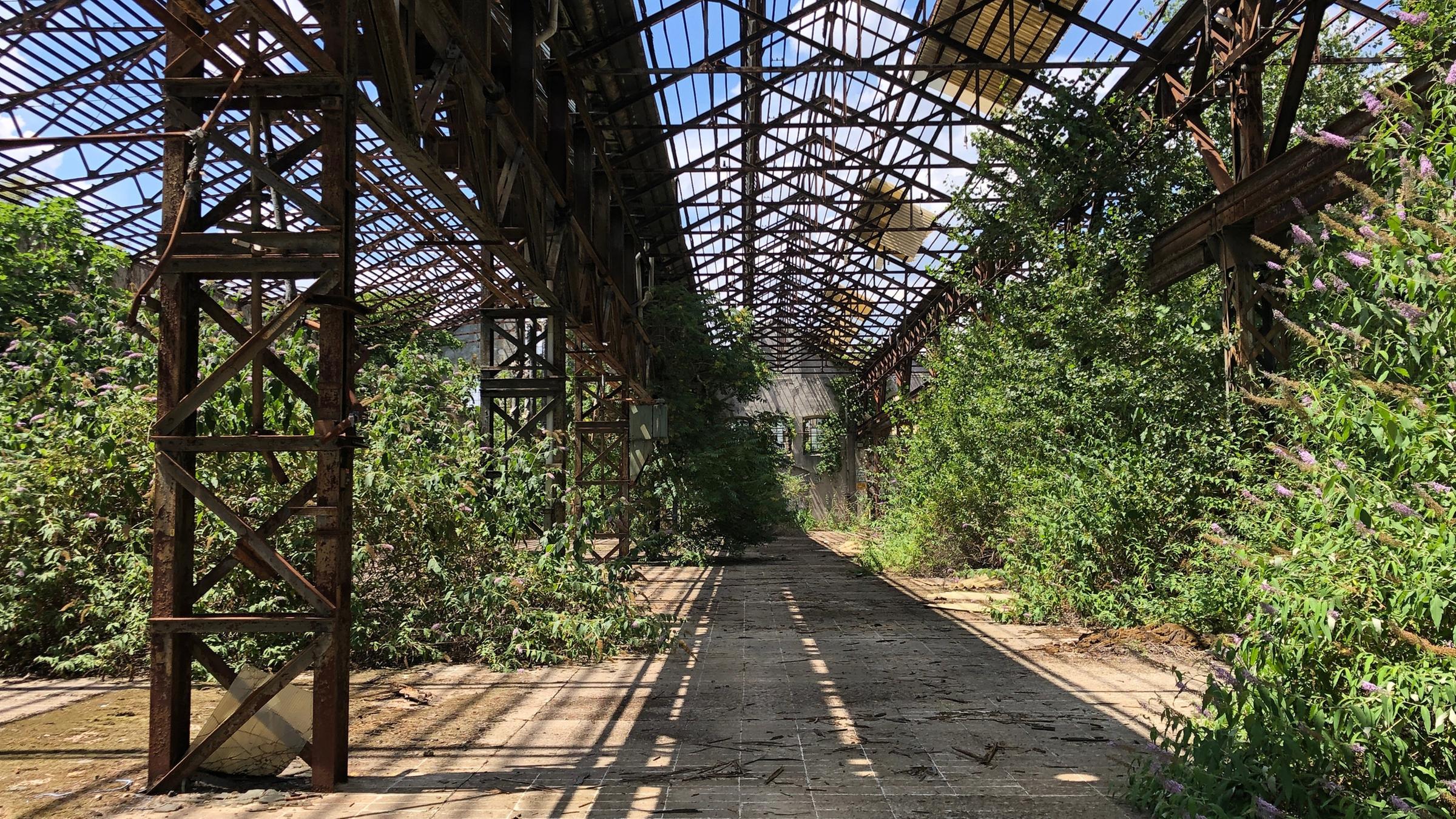 Natur wuchert in einer ehemaligen Fabrikhalle.