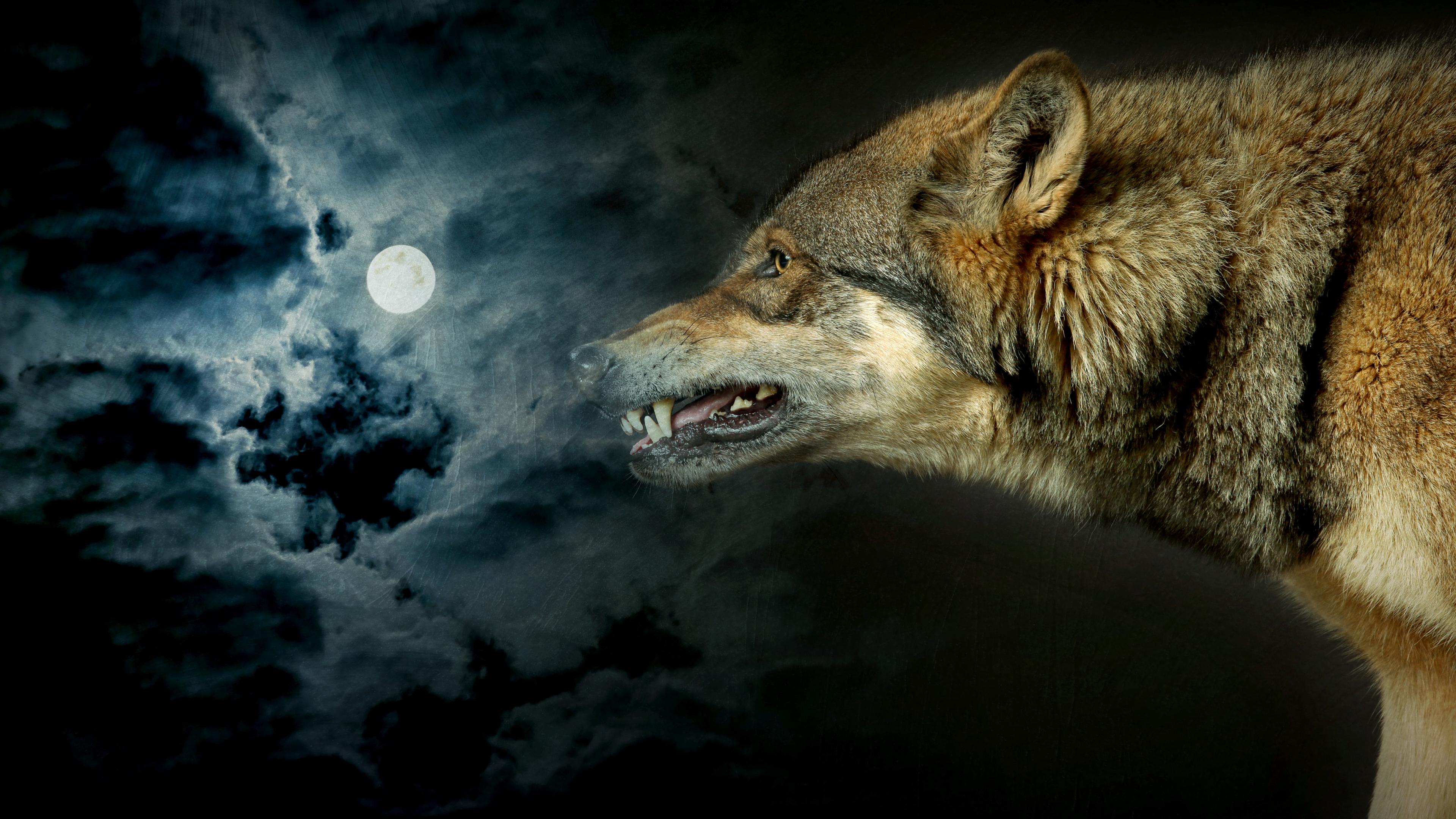 "Mythos - Die größten Rätsel der Geschichte - Das Geheimnis der Werwölfe": Rechts ein Wolf, der die Zähne fletscht. Links der Vollmond am Nachthimmel