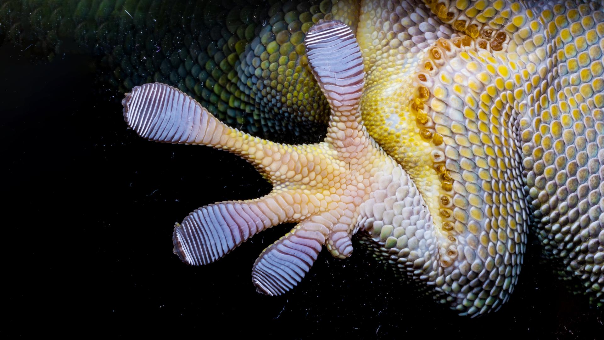 Ein Fuß und etwas Bauchfläche von einem Gecko, der über Glas läuft