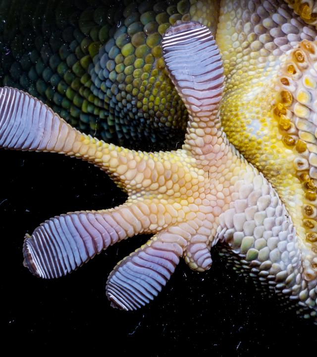 Ein Fuß und etwas Bauchfläche von einem Gecko, der über Glas läuft