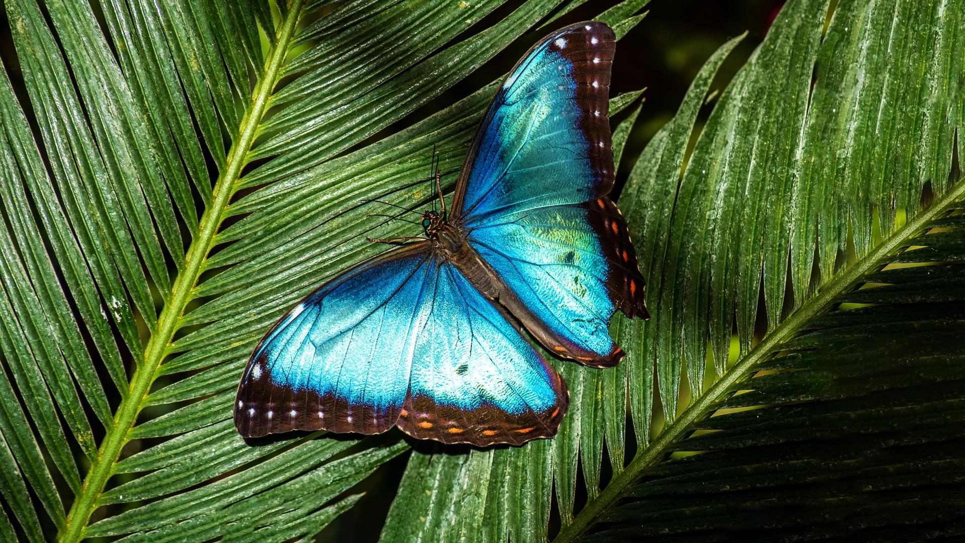 Ein türkis-blau schillernder Schmetting auf einem Palmenblatt sitzend