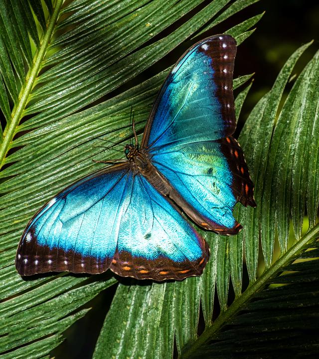 Ein türkis-blau schillernder Schmetting auf einem Palmenblatt sitzend