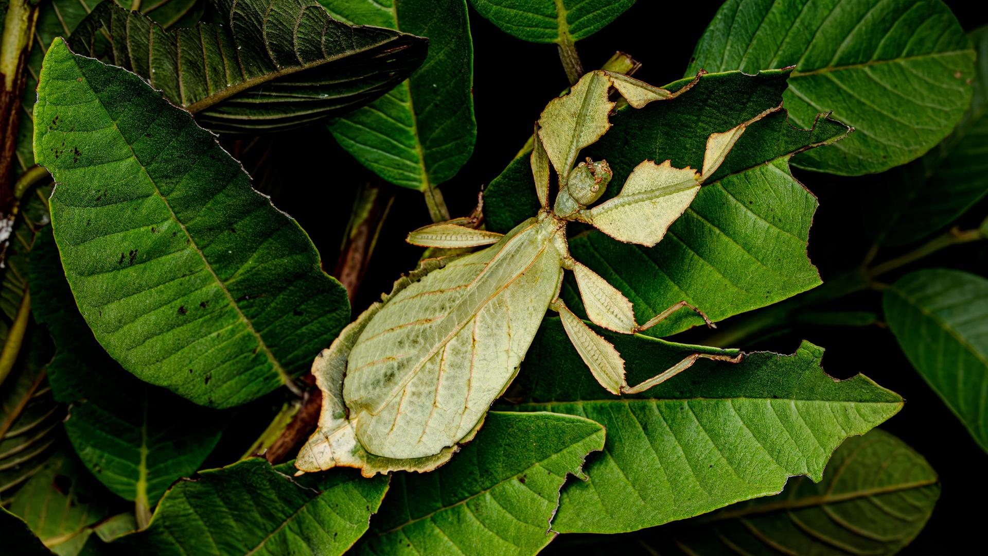 Ein hellgrünes Tier auf grünen Blättern sitzend