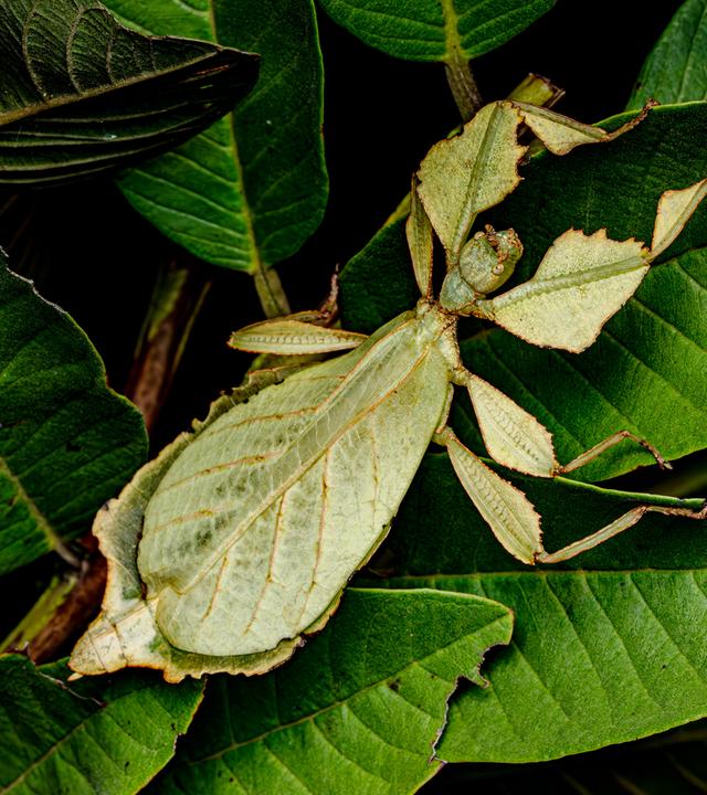 Ein hellgrünes Tier auf grünen Blättern sitzend