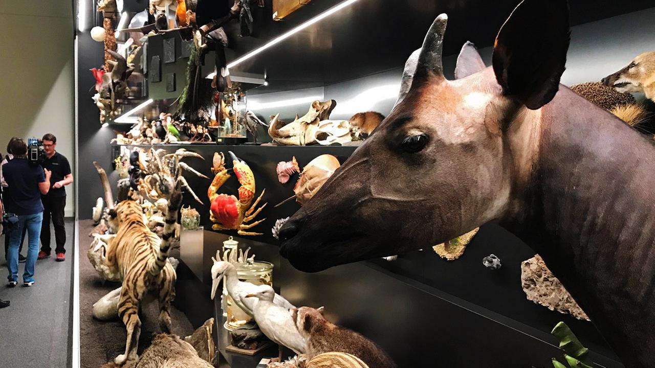 Das große Artensterben - ZDFmediathek