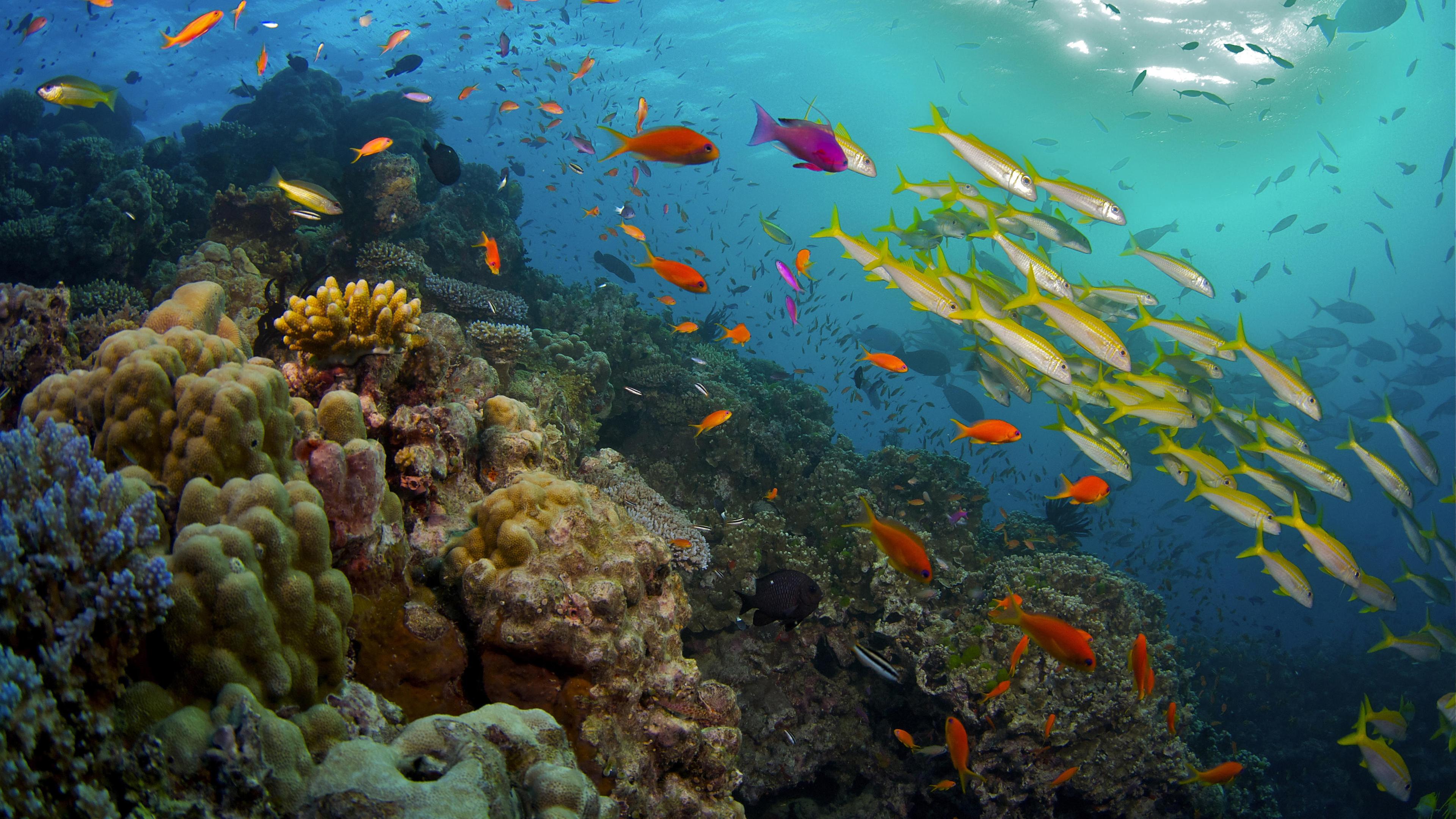 Great coral reef. Великий Барьерный риф Австралия. Большой Барьерный риф национальный парк. Коралловые рифы большой Барьерный риф. Большой Барьерный риф Австралия подводный мир.