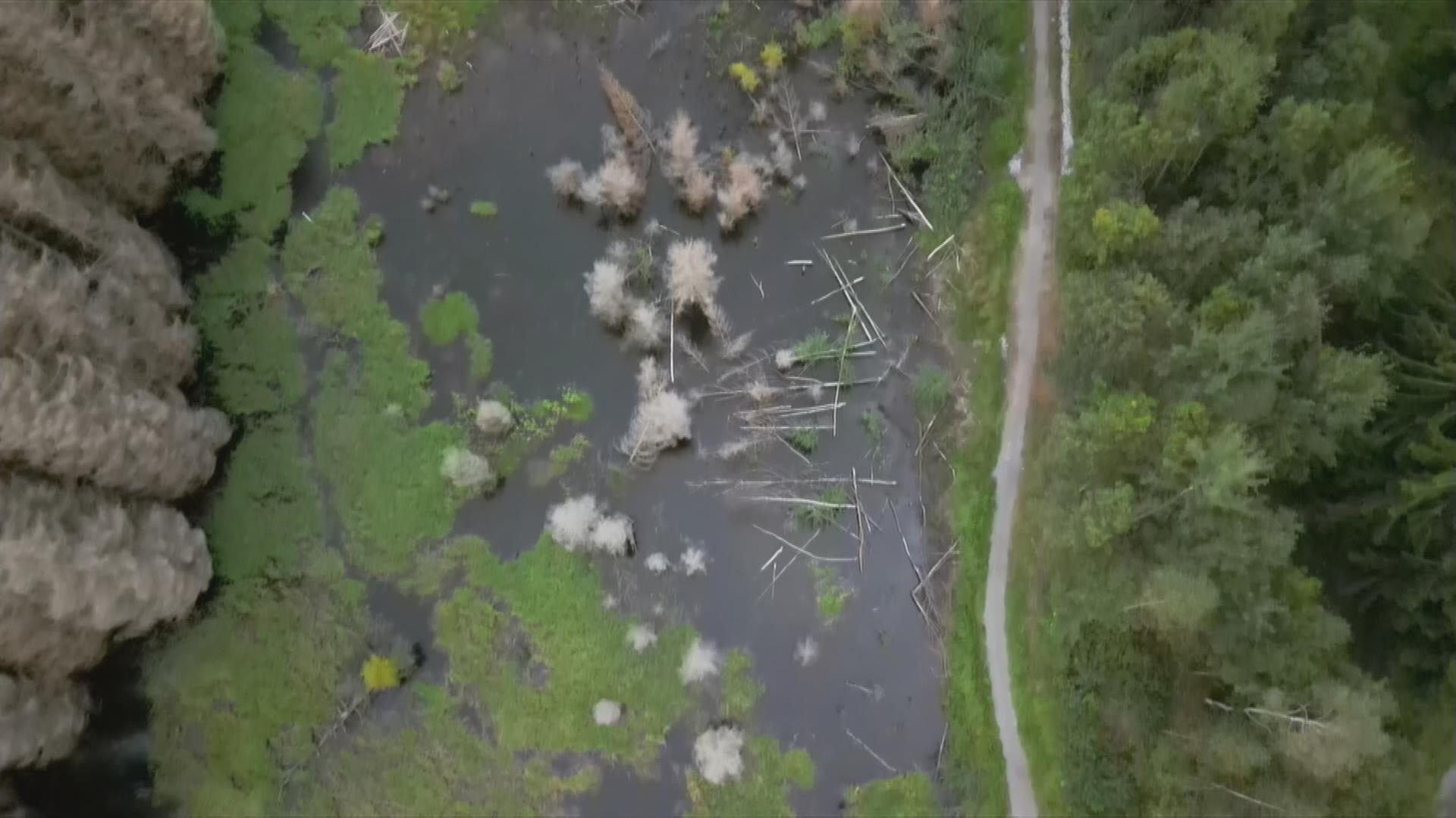Staudamm durch Tiere errichtet worden