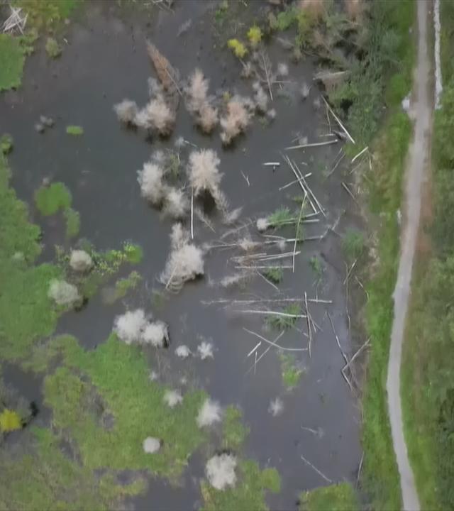 Staudamm durch Tiere errichtet worden