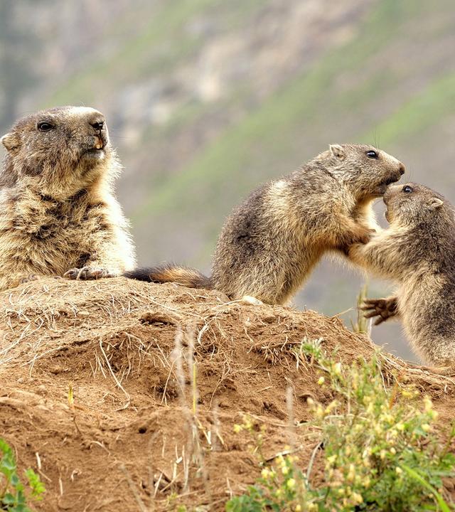 Drei Murmeltiere auf einem Erdhügel in alpiner Landschaft, zwei interagieren spielerisch miteinander, eines sitzt daneben.