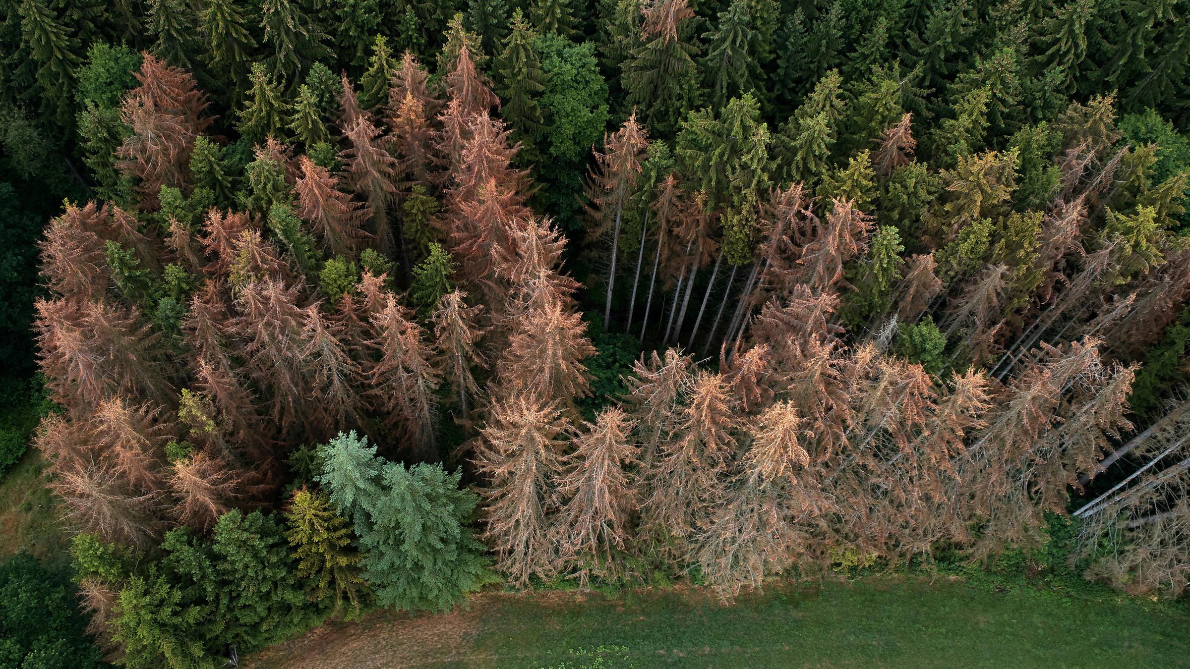 Luftaufnahme geschädigter Fichten.