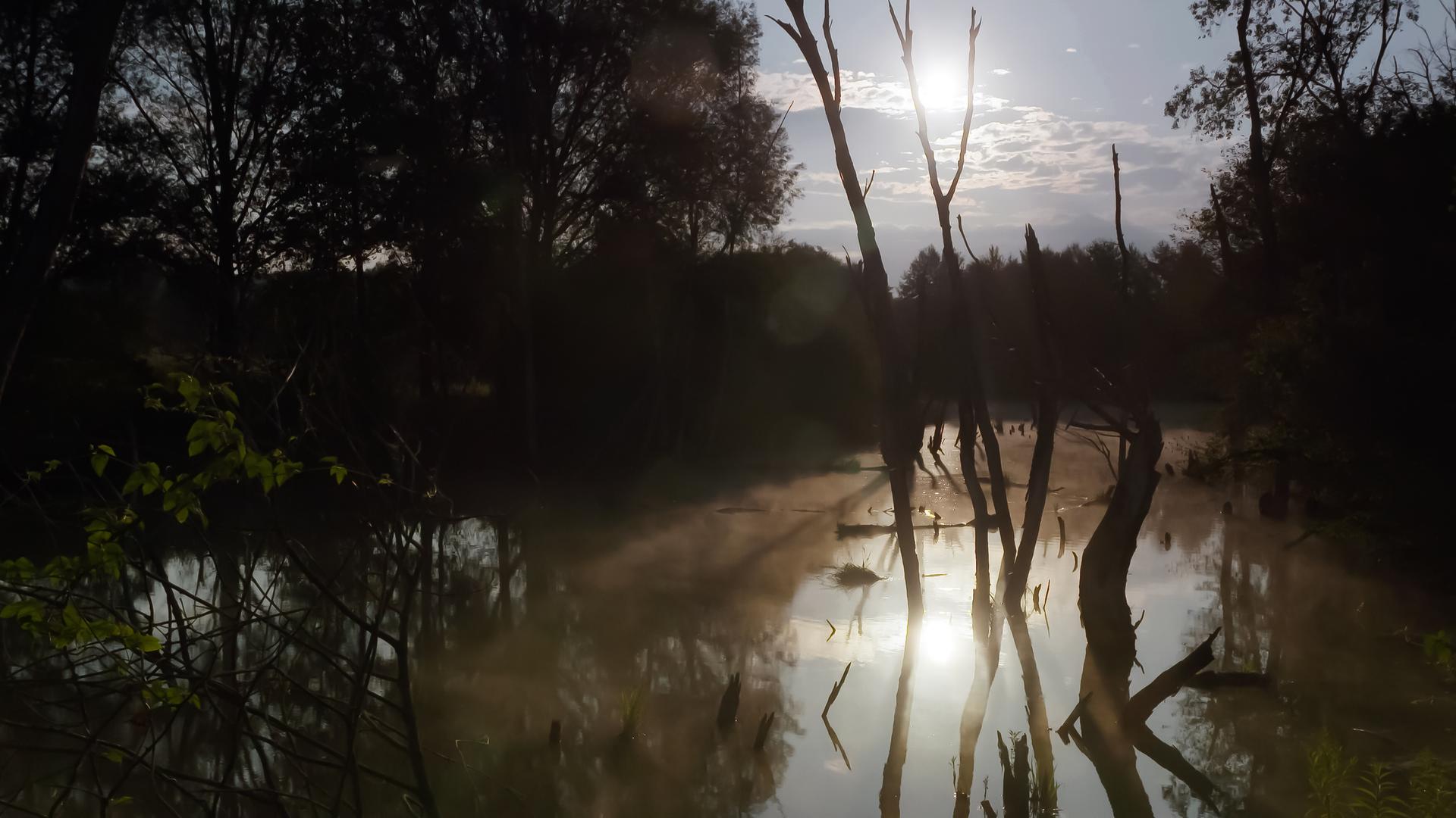 Das Bild zeigt eine idyllische Naturszene im Raabtal, wie es in der Dokumentation beschrieben wird. Im Vordergrund verläuft ein ruhiger, leicht nebelverhangener Fluss, der die umgebende Landschaft widerspiegelt. Langgestreckte, teilweise verwitterte Baumstämme ragen aus dem Wasser, und ihre Schatten sind auf der Oberfläche zu sehen.   Auf der linken Seite sind einige frische grüne Blätter sichtbar, die einen Kontrast zur dunkleren Farbpalette der Bäume und des Wassers bilden. Im Hintergrund sind dichte Baumreihe sichtbar, die die Szenerie umrahmen. Am Himmel ist die Sonne zu sehen, die durch einige Wolken hindurchscheint und das gesamte Bild in sanftes Licht taucht.   Der gesamte Eindruck des Bildes vermittelt eine ruhige und friedliche Atmosphäre, die die unberührte Natur des Raabtals hervorhebt.