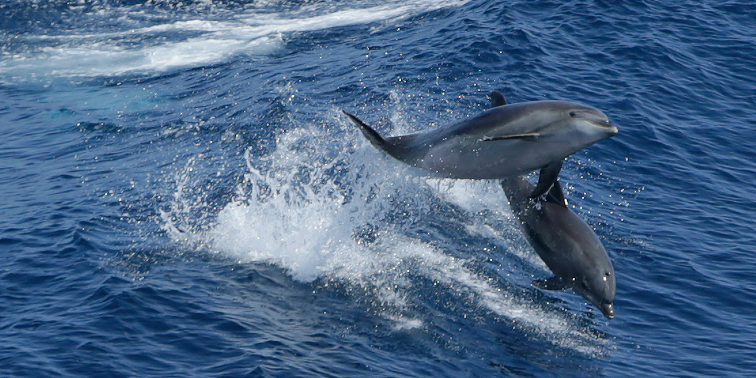 Zwei Delfine springen über Wellen im Atlantik am 18.07.2013