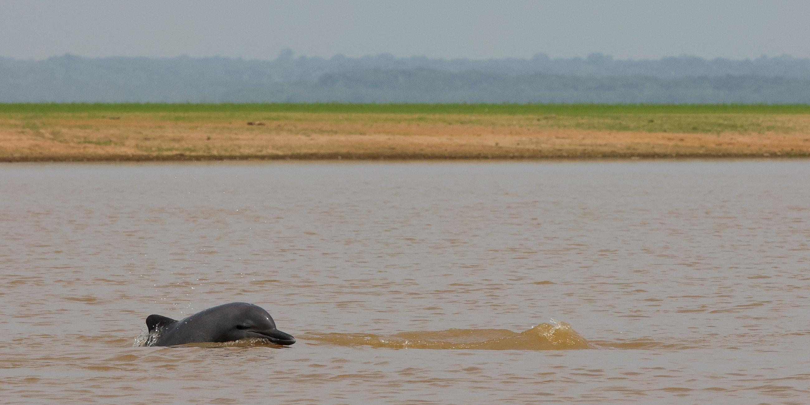 Ein einzelner Delfin schwimmt im Lago Tefé am 04.10.2023.