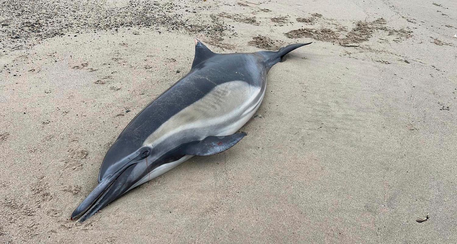 Das Bild zeigt einen toten Delfin am Strand von Santa Barbara.