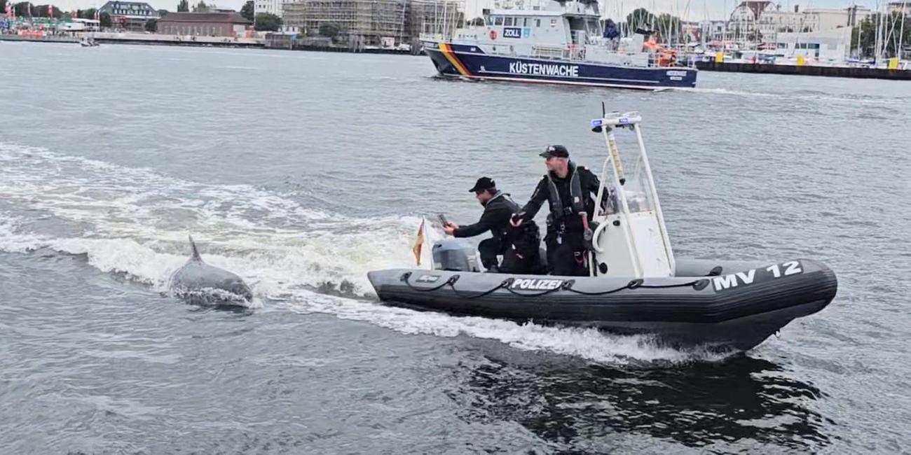 Mecklenburg-Vorpommern, Rostock: Ein Delfin folgt dem motorisierten Schlauchboot der Wasserschutzpolizei vor Rostock-Warnemünde. 