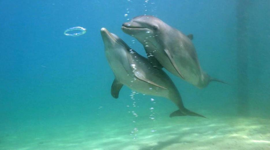 Delfine unter Wasser beim Spielen mit Luftblasen