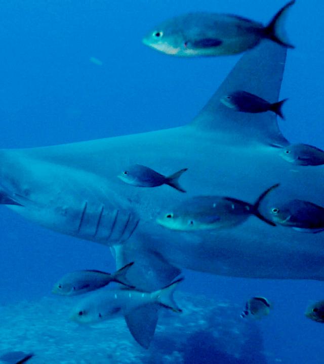 Löwen, Haie und ein Staatspräsident_Im riesigen marinen Schutzgebiet von Galapagos gedeihen Hammerhaie