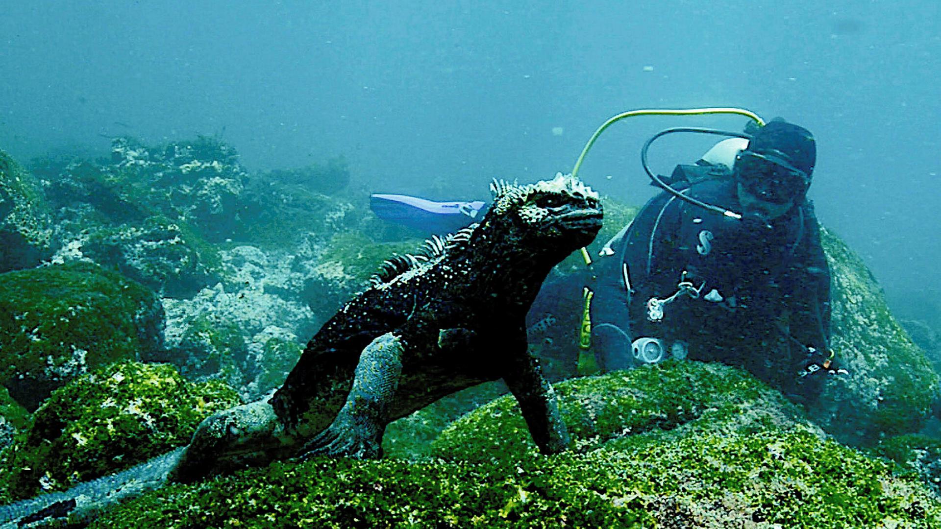 Gott, Botox und Urtiere_Galapagos Touristenführer Mathias Espinosa betrachtet eine Meerechse unter Wasser