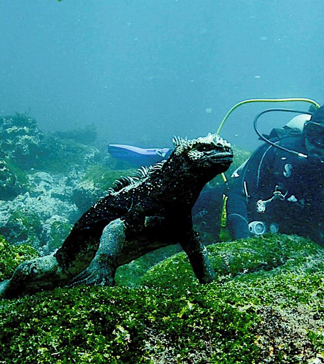 Gott, Botox und Urtiere_Galapagos Touristenführer Mathias Espinosa betrachtet eine Meerechse unter Wasser