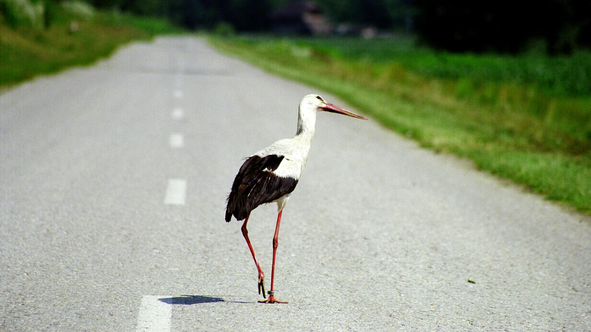 Weißstorch in Cigoc, Kroatien