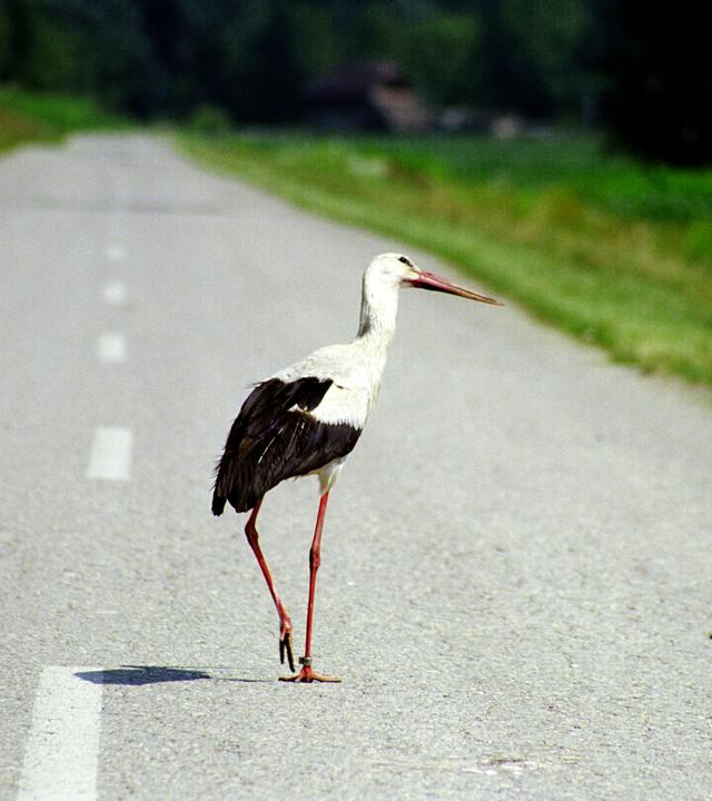 Weißstorch in Cigoc, Kroatien