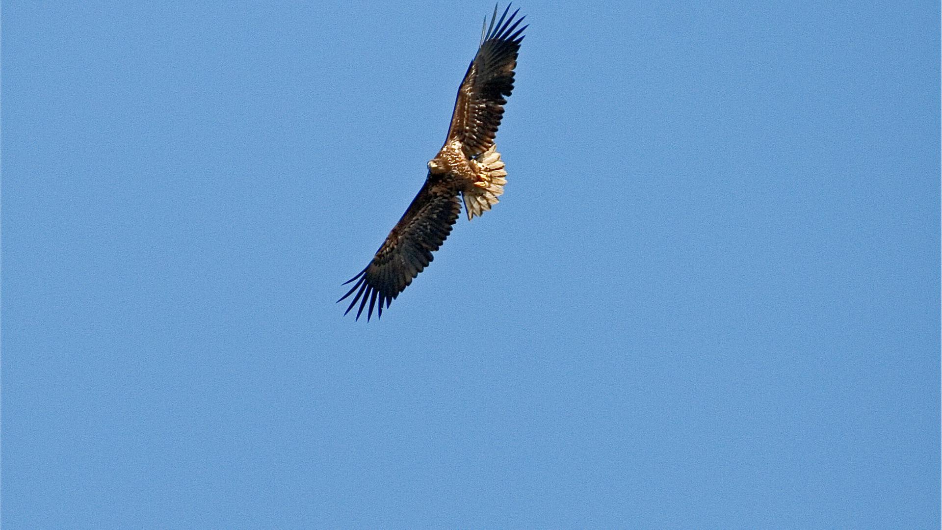 Ein Seeadler kreist in der Luft