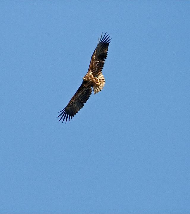 Ein Seeadler kreist in der Luft