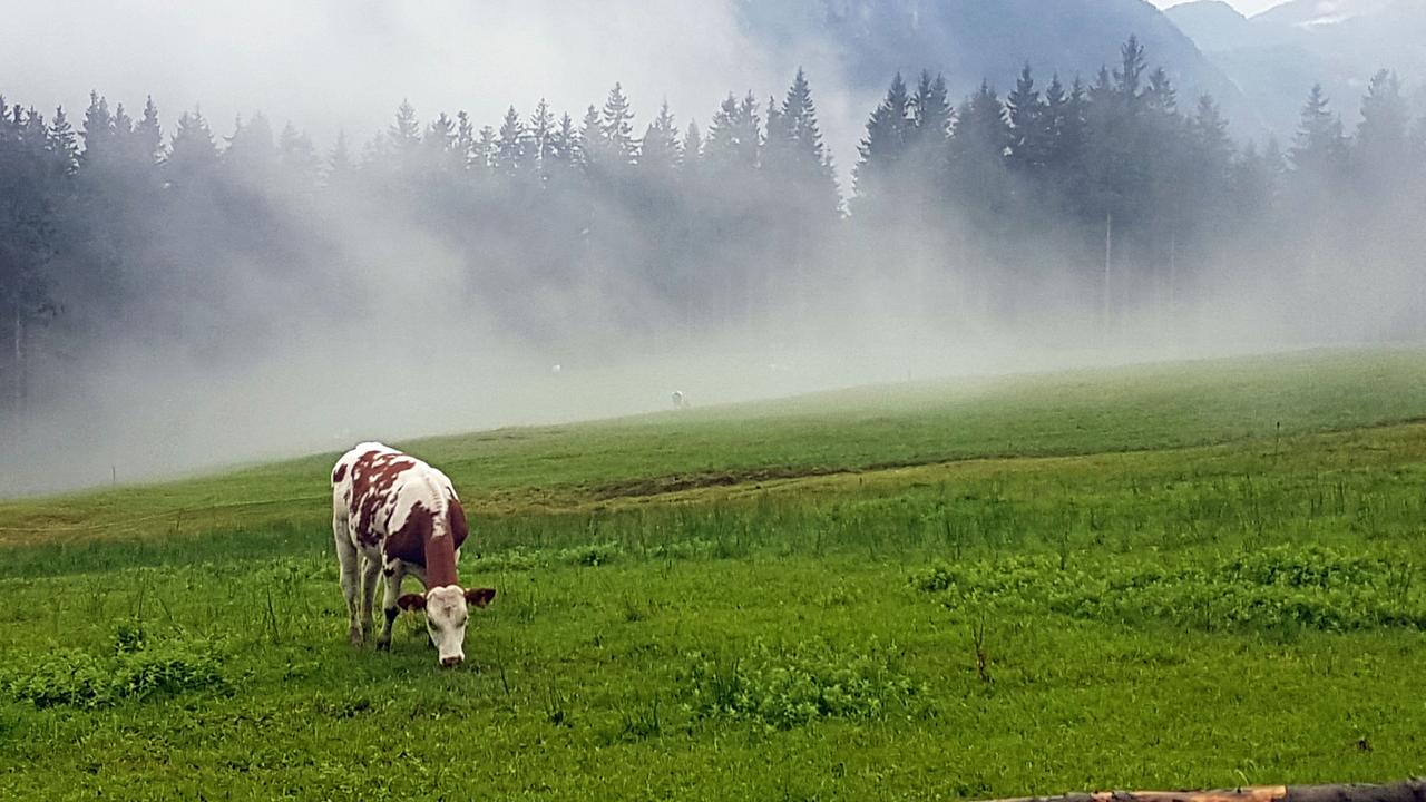 Der Irrsinn mit der Milch