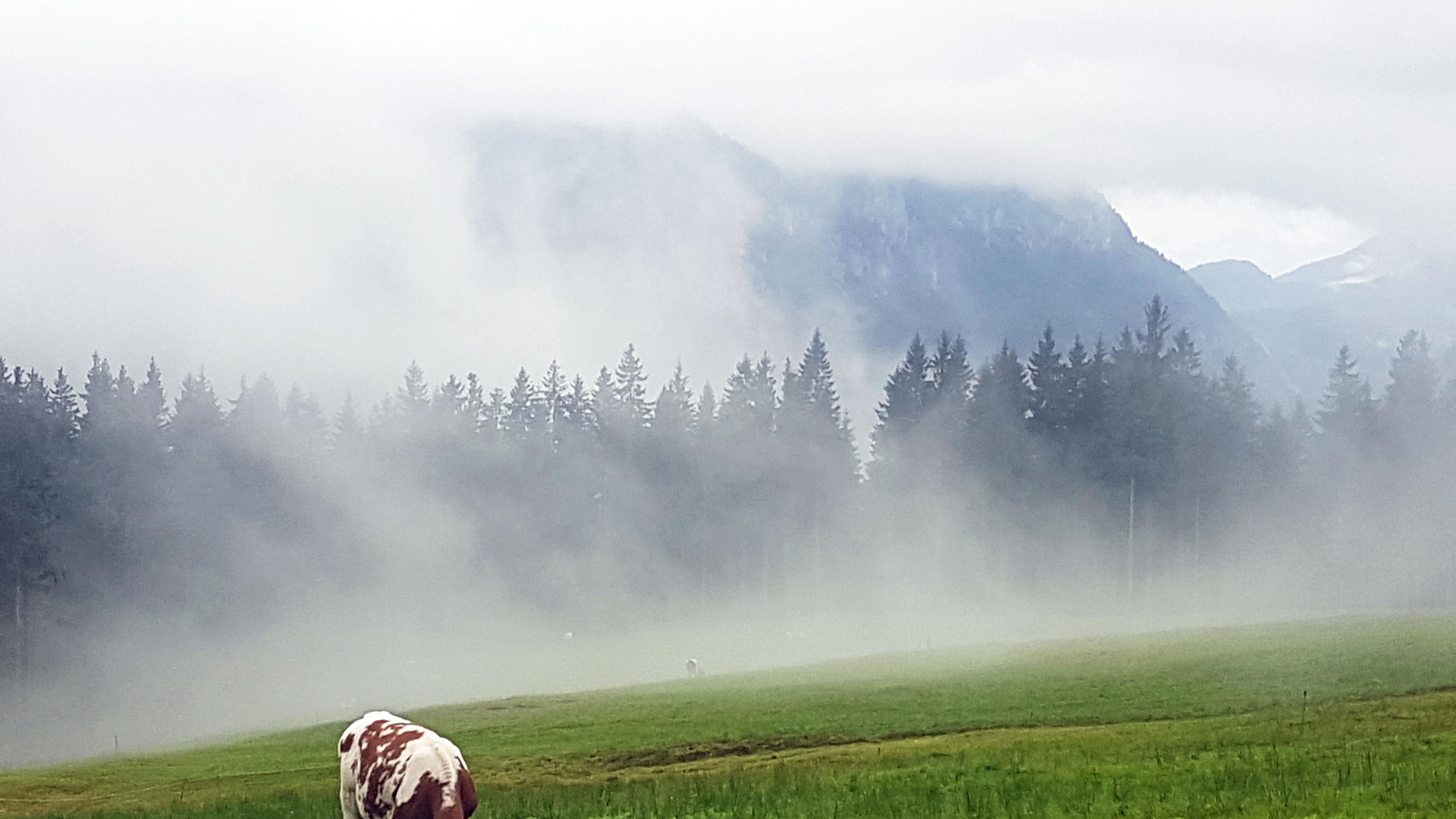 So stellen sich Verbraucher ihre Milchkuh vor: auf einer saftigen Bergwiese